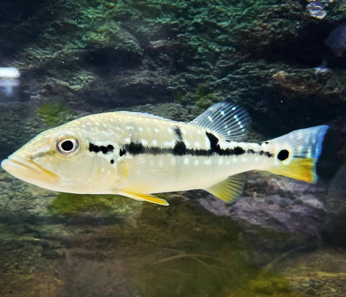 Pinima Peacock Bass (Wild) 3.5"