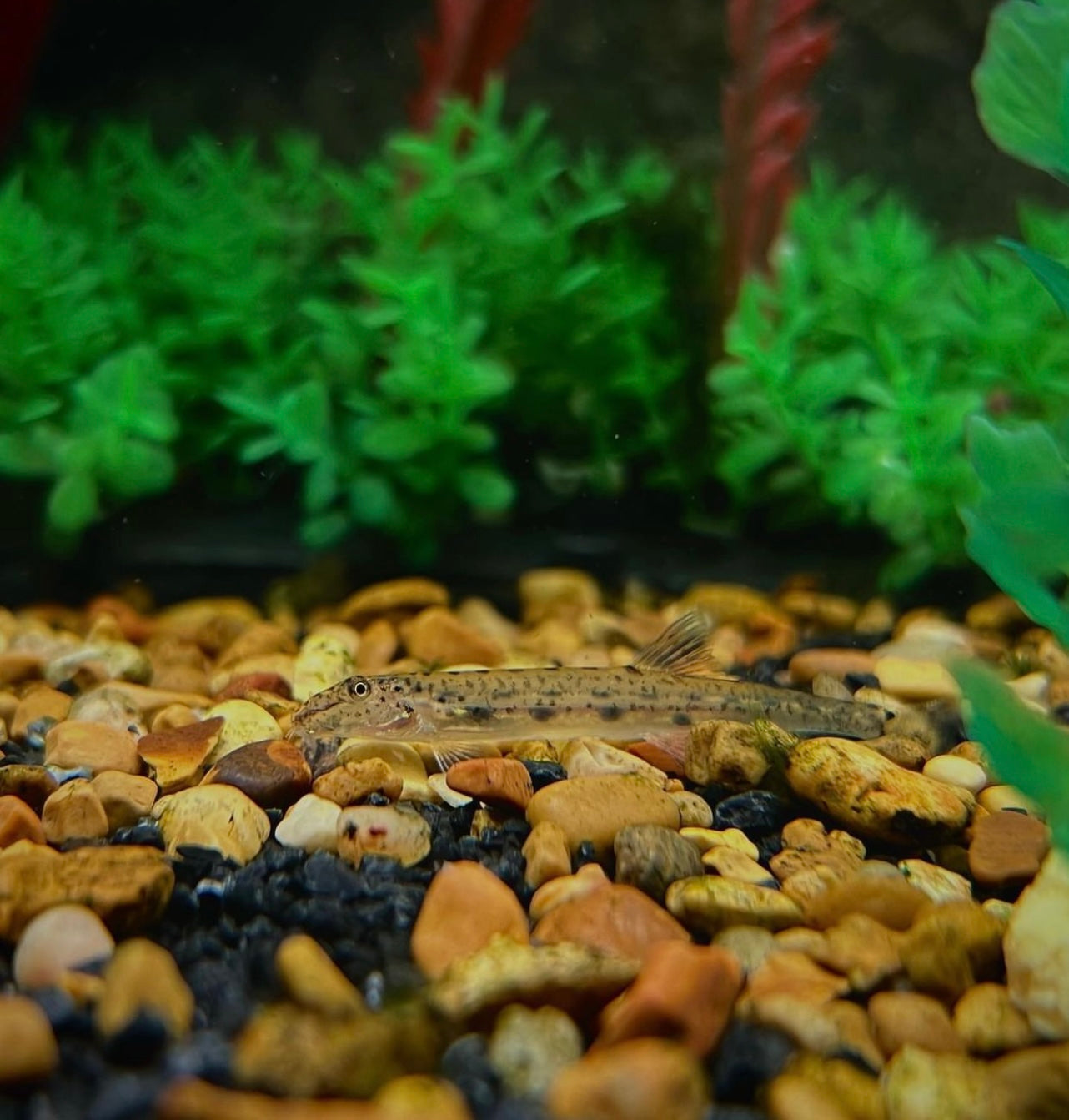 Horseface Loach