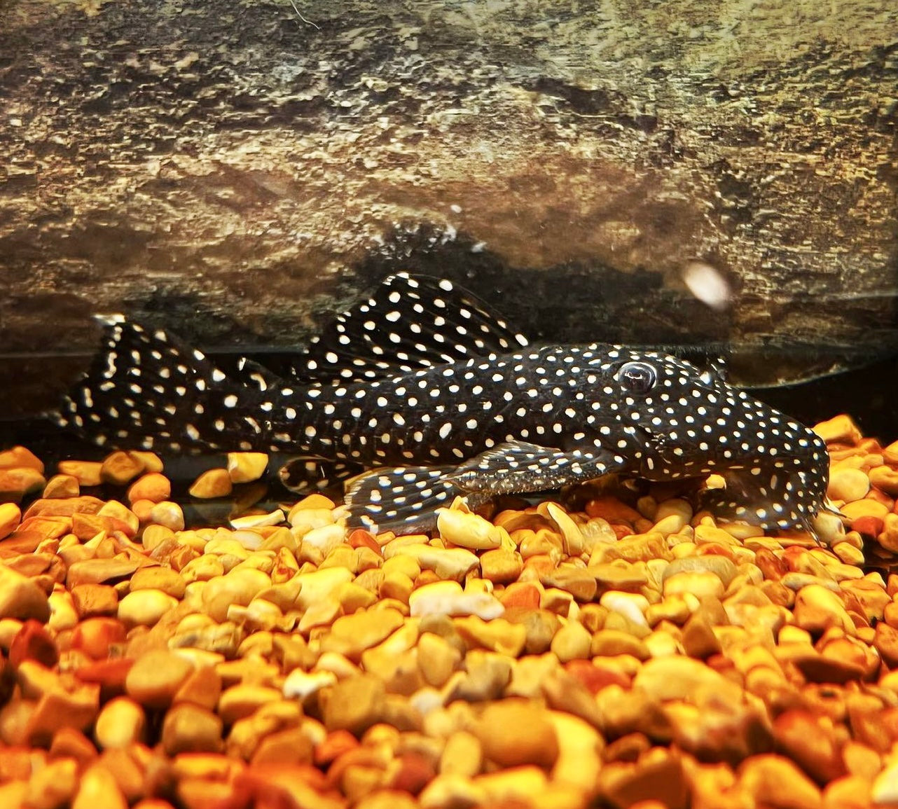 Vampire Plecostomus L029 – Natural Environment Aquatix
