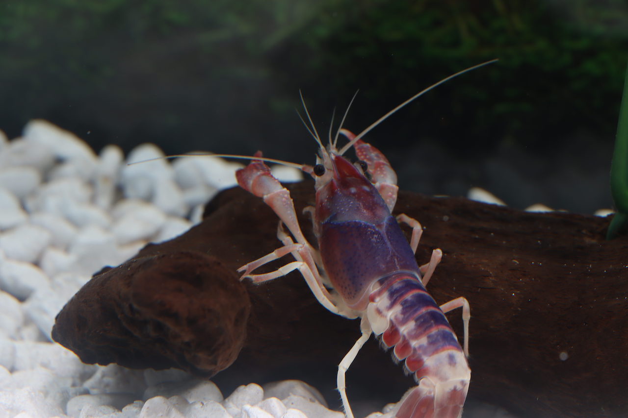 Ghost Tricolor Lobster