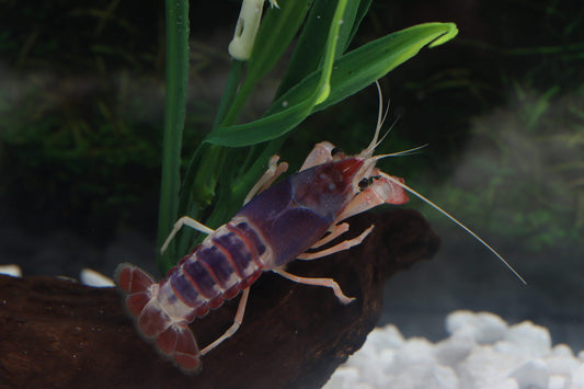 Ghost Tricolor Crayfish