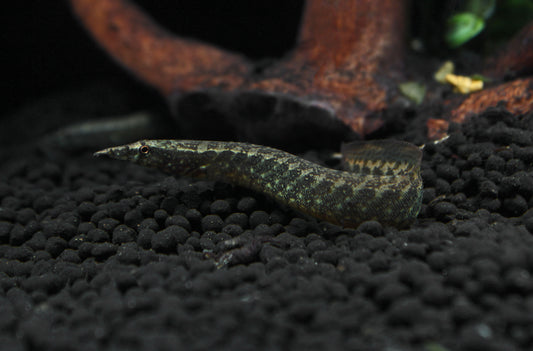 Peacock Eel