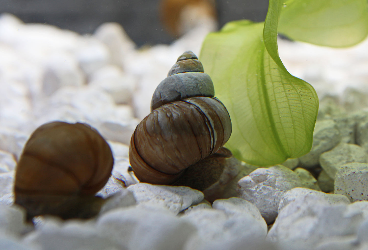 Japanese Trapdoor Snail