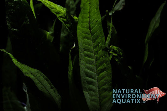 Java Fern leaves in an aquatic environment, showing vibrant green color and typical leaf shape for this plant species.