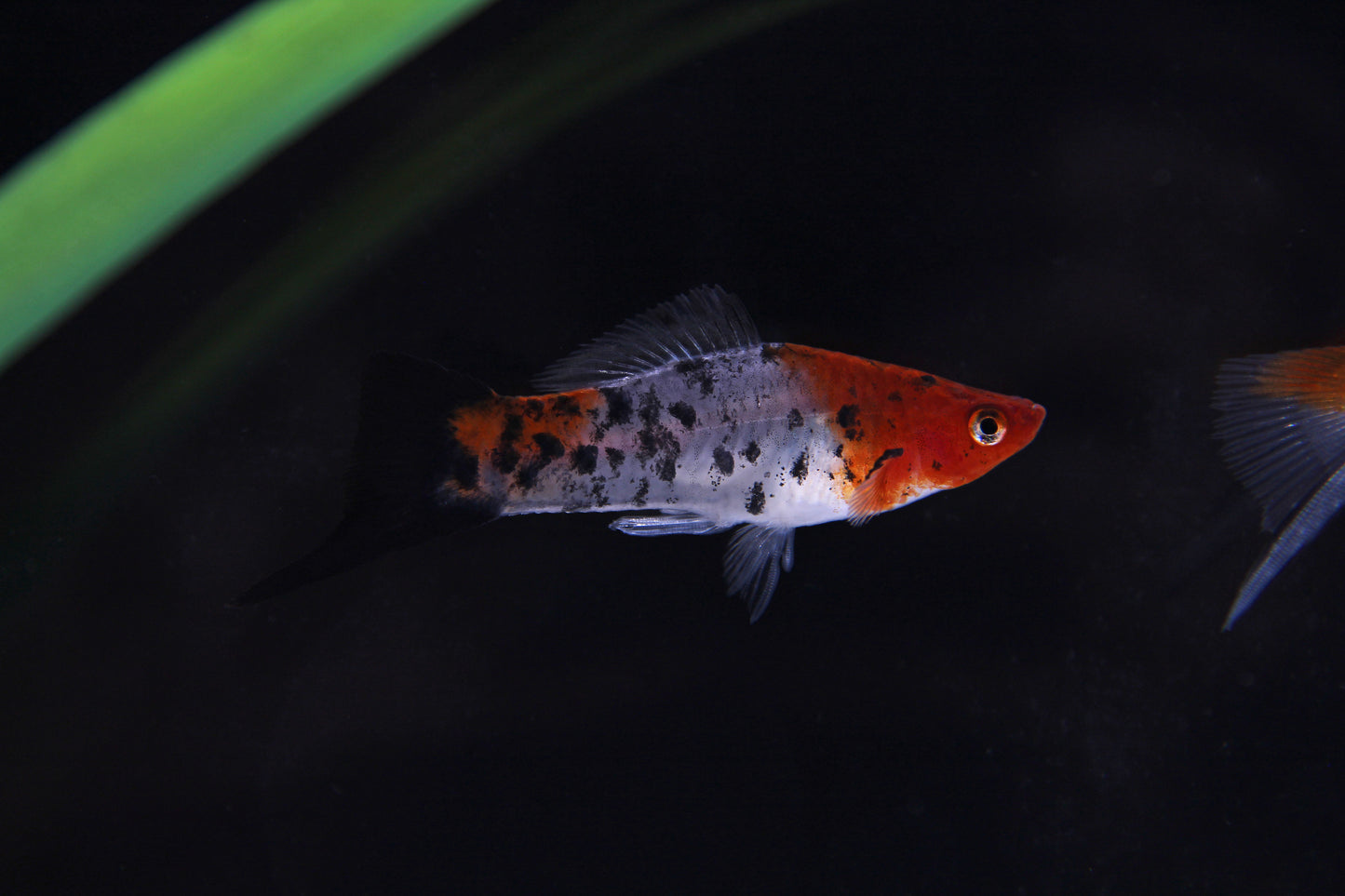 Assorted Koi Swordtail