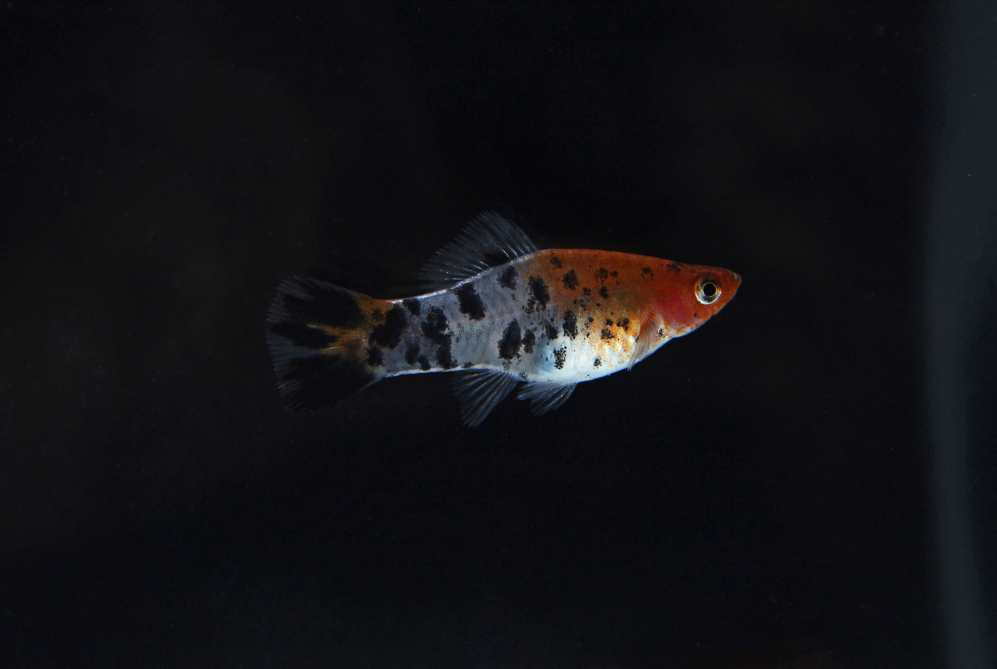 Assorted Koi Swordtail