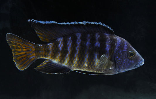 Koningsi Peacock Cichlid  Male Large