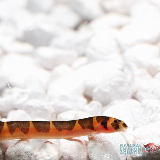 Loach