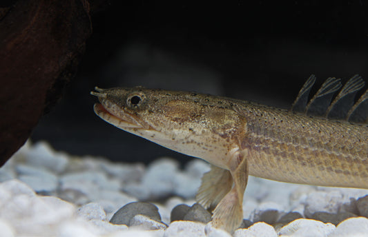 Lapradei Bichir