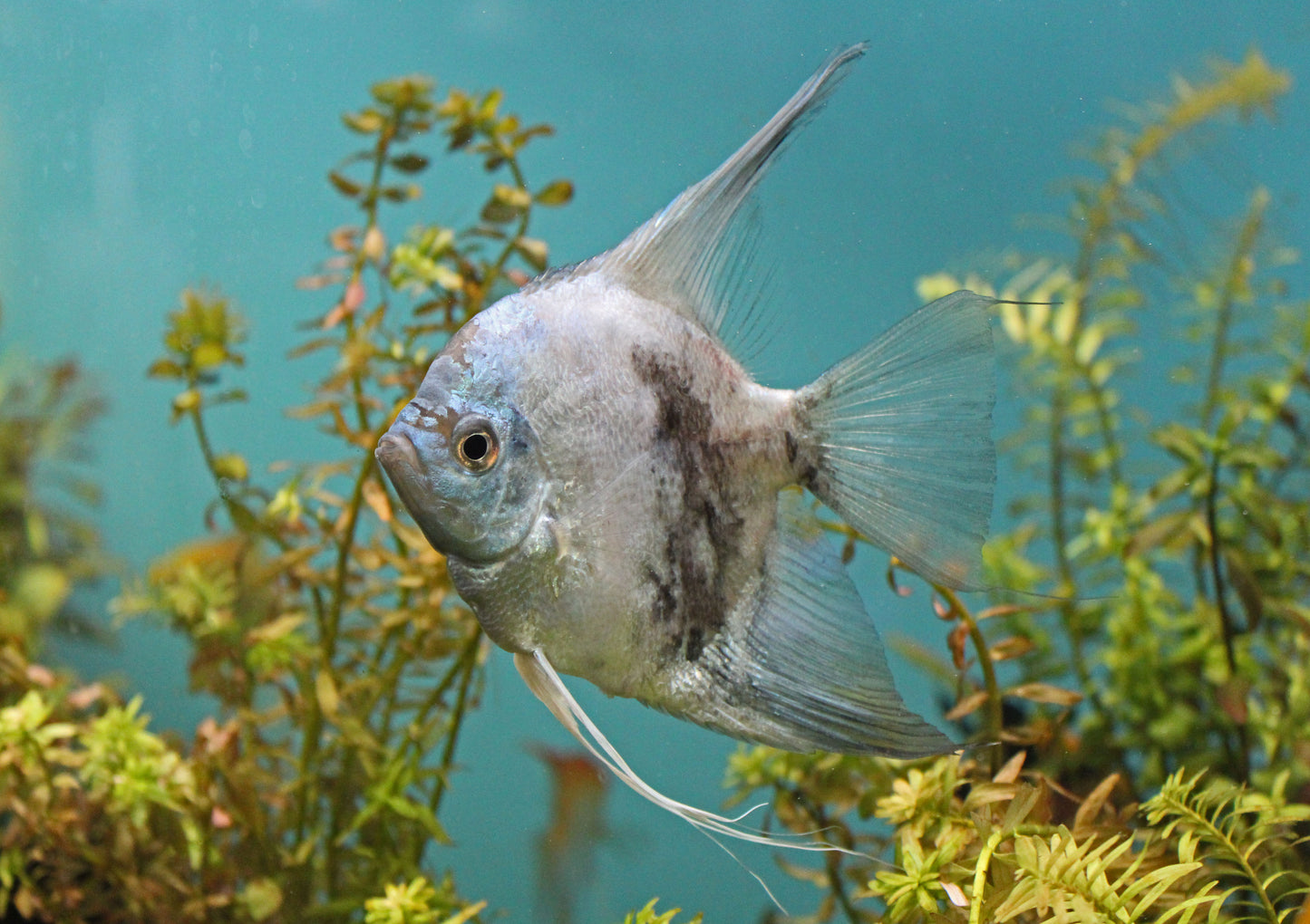 Assorted Large Angelfish