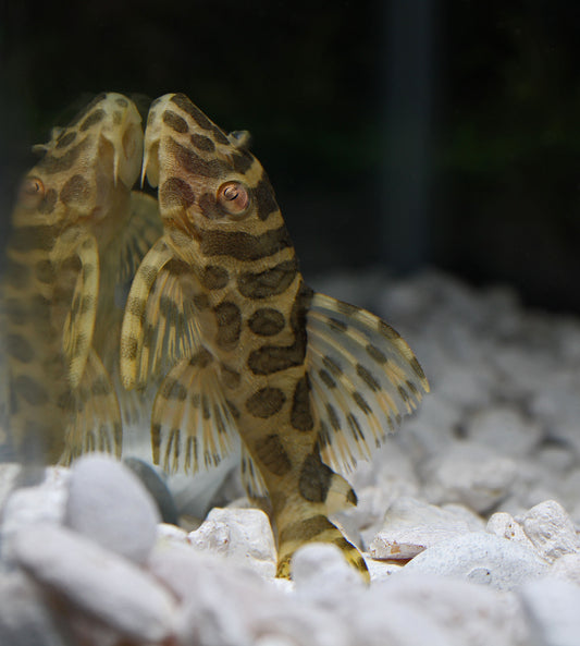 Leopard Frog Plecostomus L-134