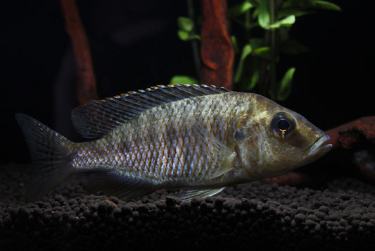 Lethrinops Intermedius Cichlid