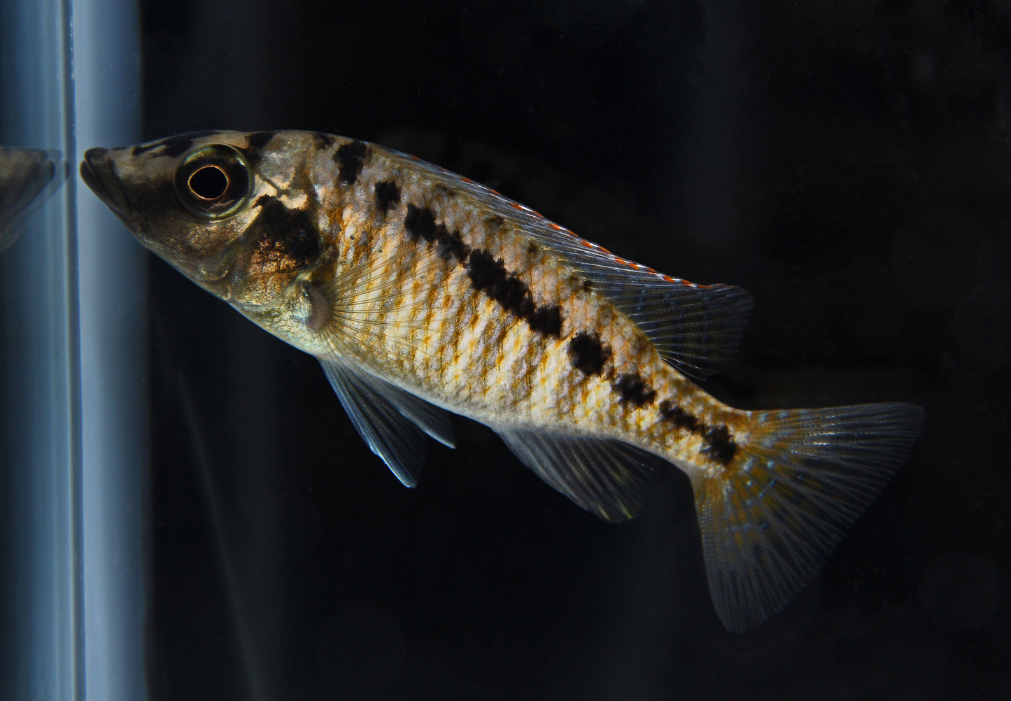 Lichnochromis Acuticeps Cichlid