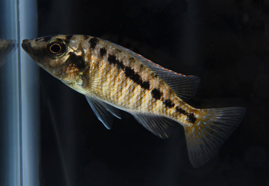 Lichnochromis Acuticeps Cichlid