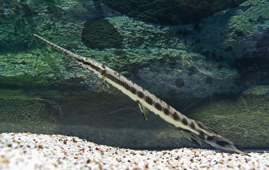 Longnose Gar