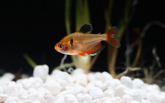 A single gold serpae tetra swimming in a small bowl of water with white aquarium gravel substrate.