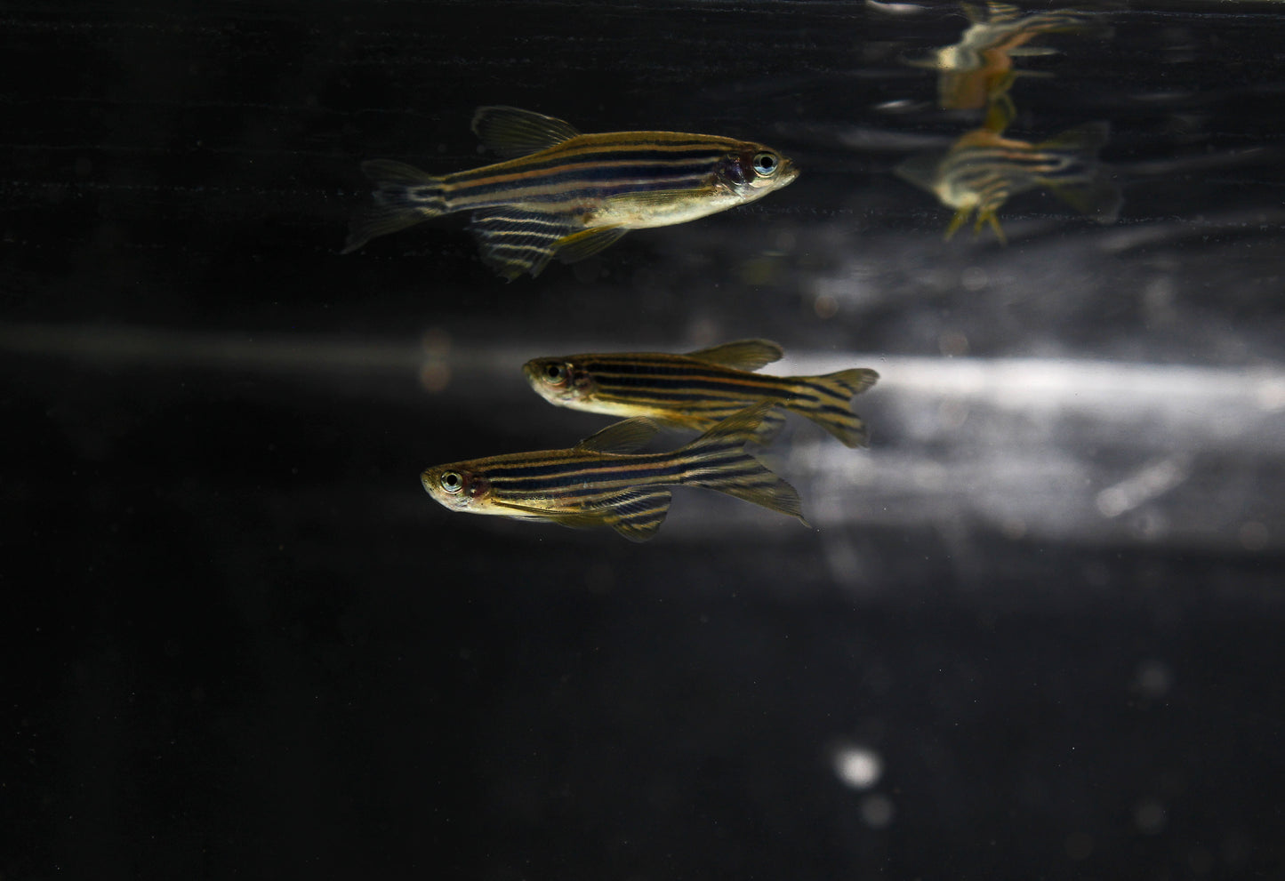 Long Fin Zebra Danio