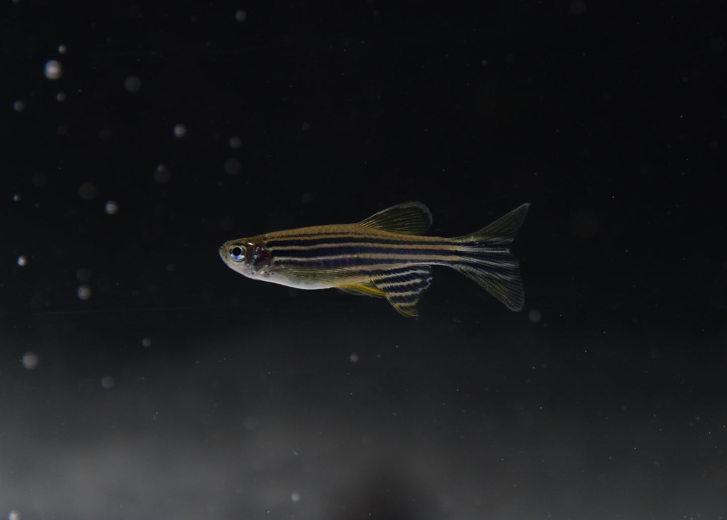 Long Fin Zebra Danio