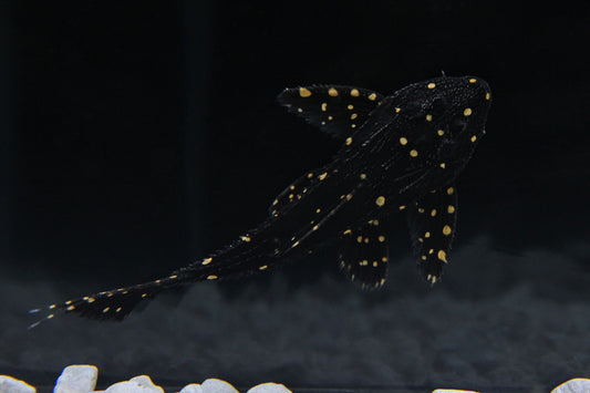 L155 Lyretail PPlecostomus