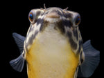 Load image into Gallery viewer, Puffer fish
