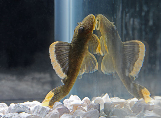 Mango Plecostomus L-047