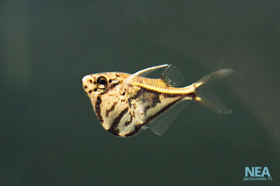 A single Marble Hatchet fish swimming in water, with a patterned body that resembles marble.