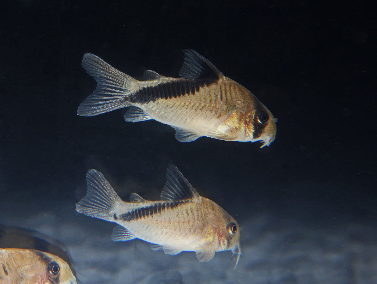 Melini Corydoras Catfish
