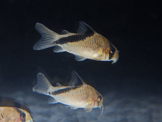 Melini Corydoras Catfish