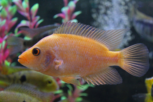 Midas Cichlid