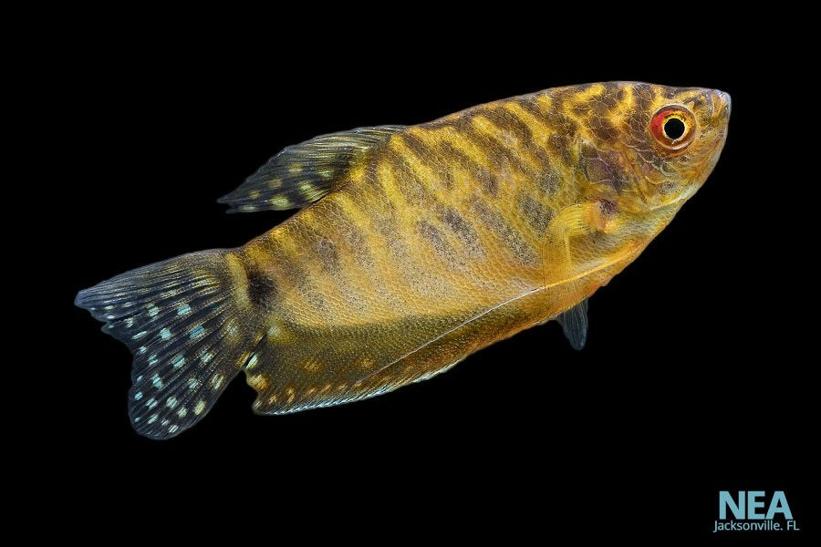 Gold Gourami