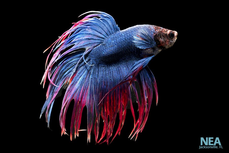 Betta fish