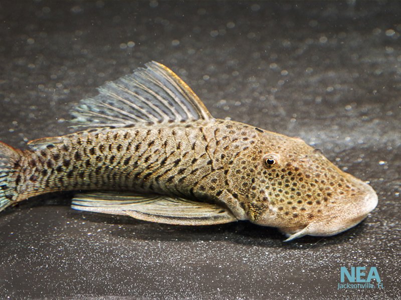 Spotted Rubber Lip L445 Plecostomus – Natural Environment Aquatix