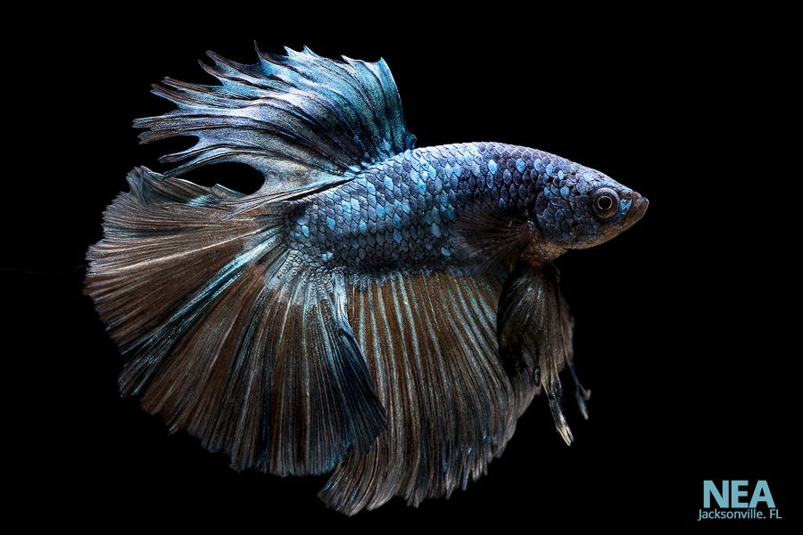 Regular Betta Standard Male Betta Fish – Natural Environment Aquatix