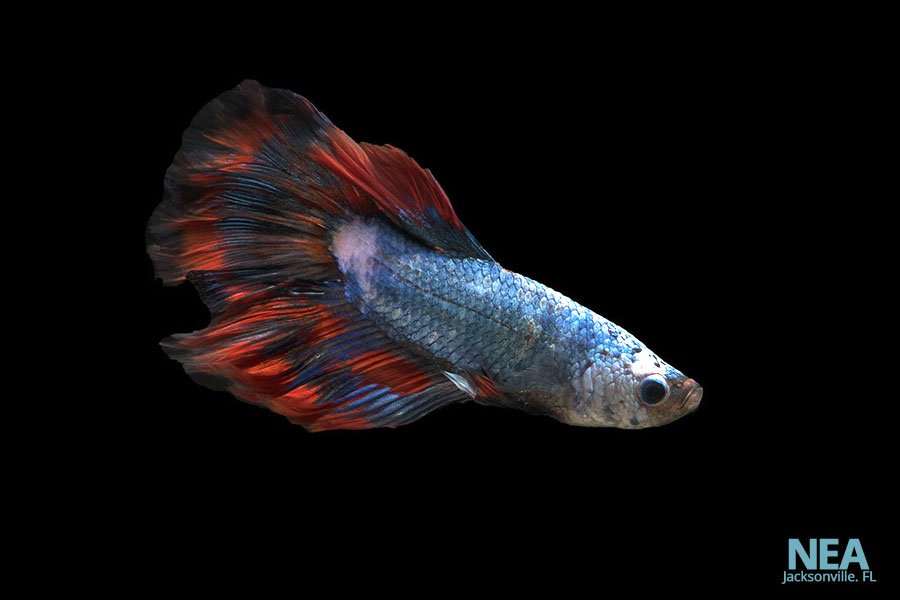 Betta fish