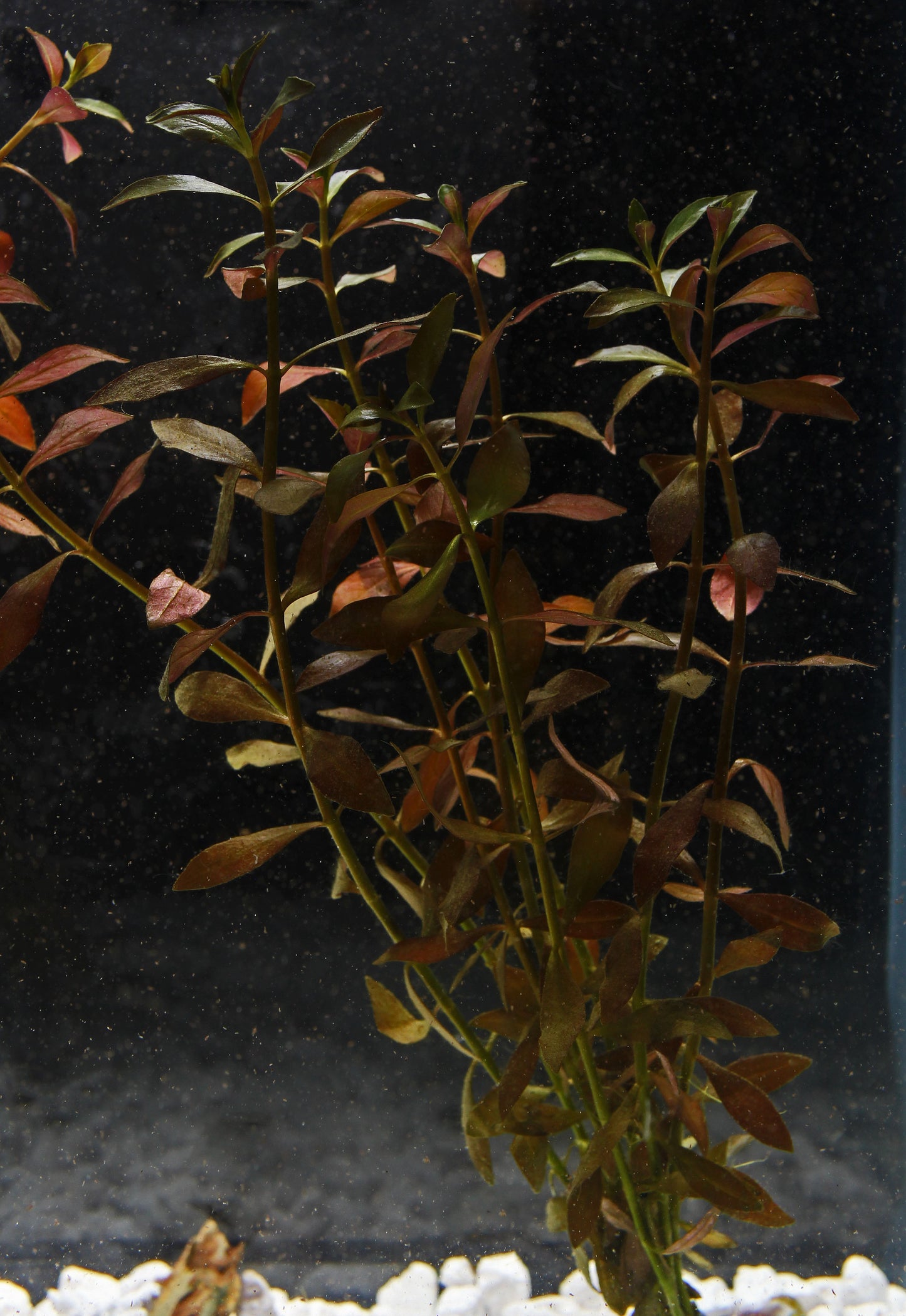 Narrow Leaf Ludwigia