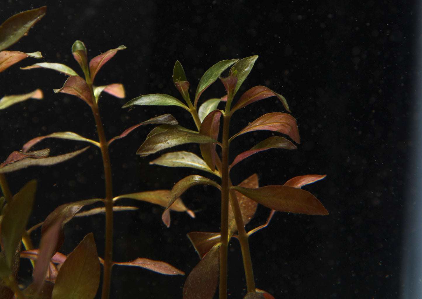 Narrow Leaf Ludwigia