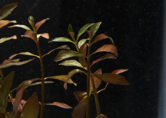 Narrow Leaf Ludwigia