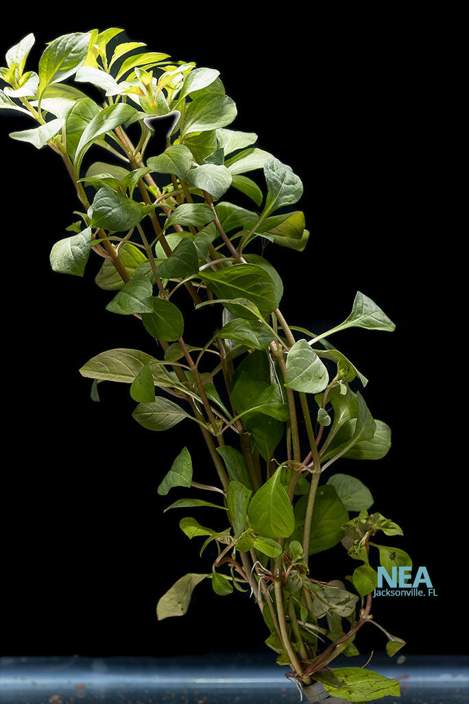 Ludwigia