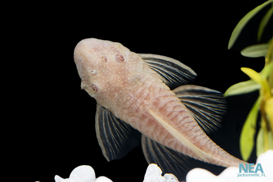 Albino Pleco