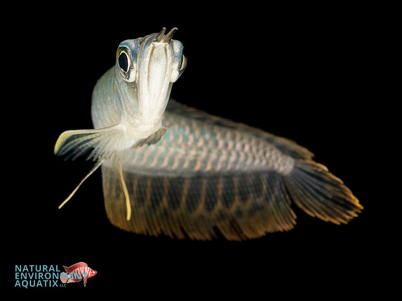 Silver Arowana