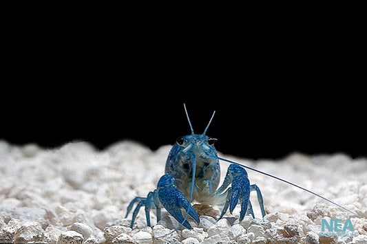 Electric Blue Crayfish