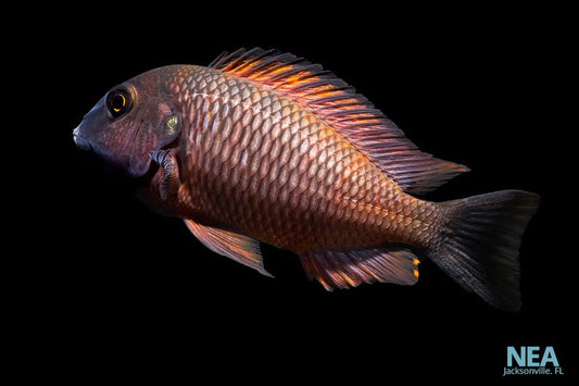 Firecracker Tropheus Cichlid