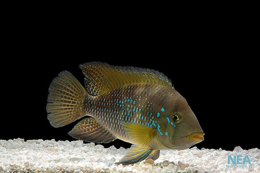 Geophagus