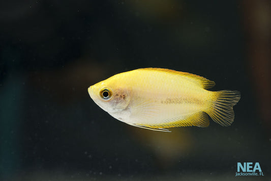 Sunset Honey Gourami Dwarf