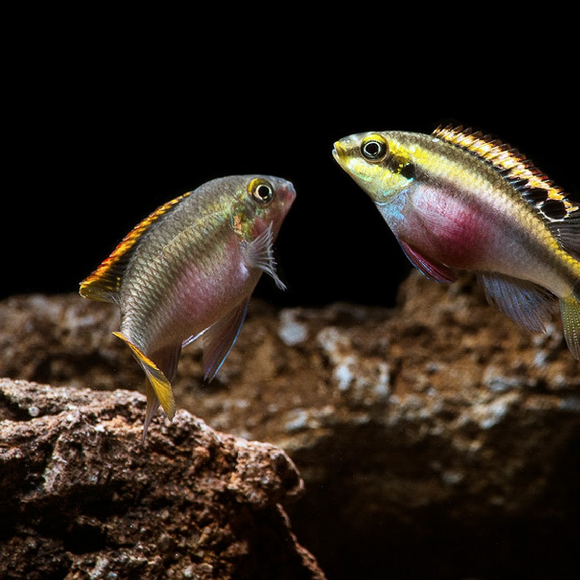Kribensis Natural Environment Aquatix kribensis-natural-environment-aquatix