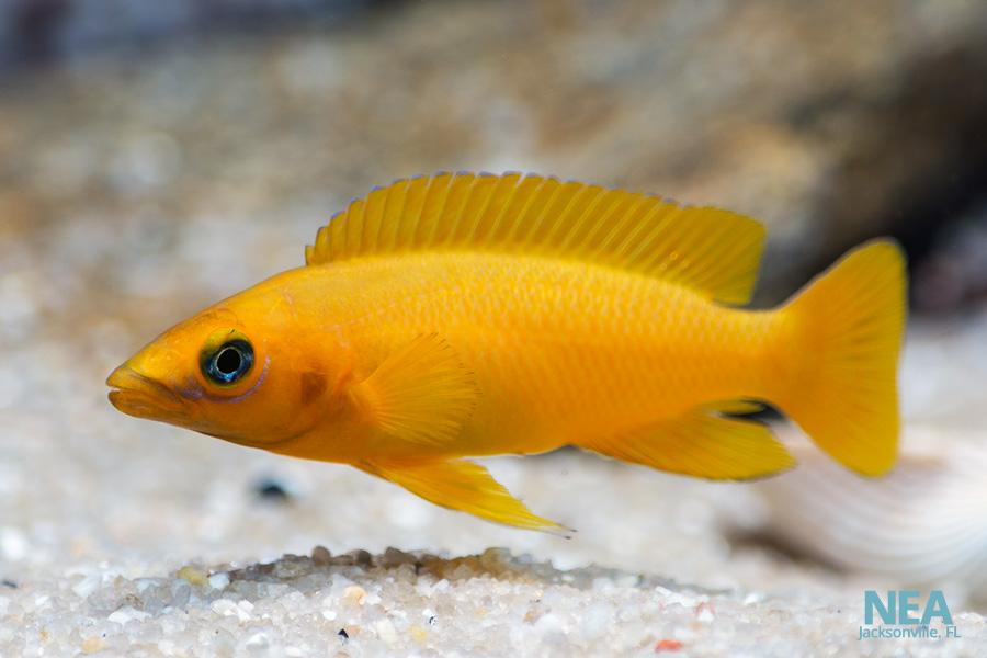 Leleupi Cichlid