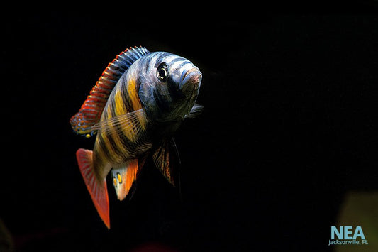 african cichlid