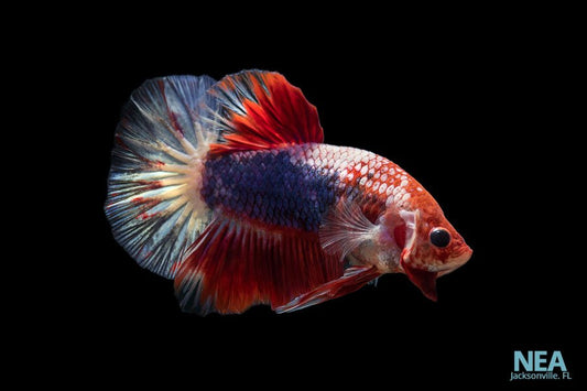 Betta fish