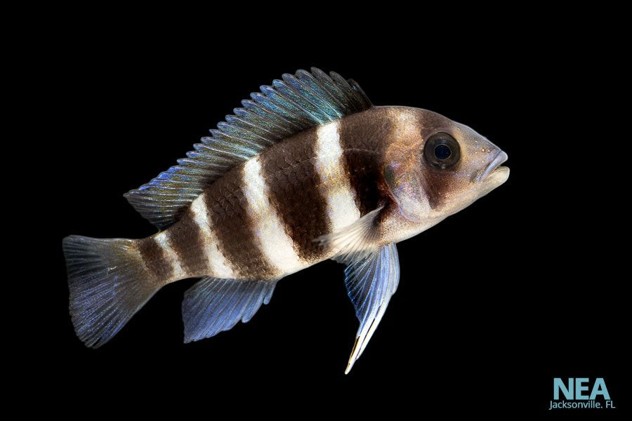 Frontosa Cichlid