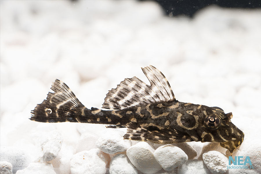 Spotted Sailfin Plecostomus